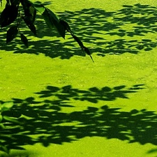 algae pond