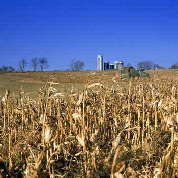 Corn field stubble