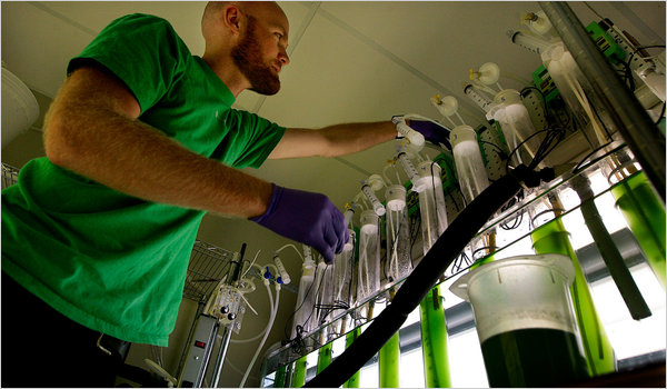 Exploring Algae as Fuel - Aug 28, 2010 - ANDREW POLLACK - The New York Times - Future Fuels - Generation - Technical Articles - Index - Library - GENI - Global Energy Network Institute